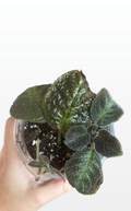 Buttons the Flame Violet "Episcia Cupreata" (1977)