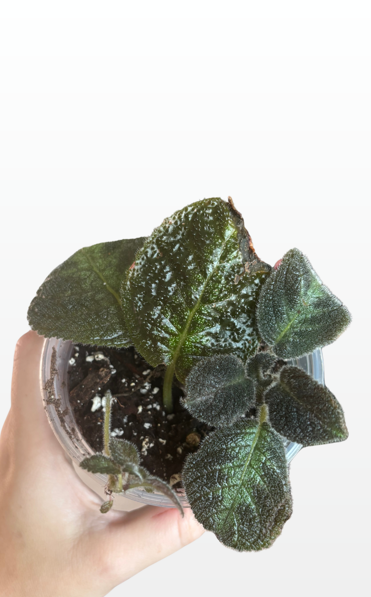 Buttons the Flame Violet "Episcia Cupreata" (1977)
