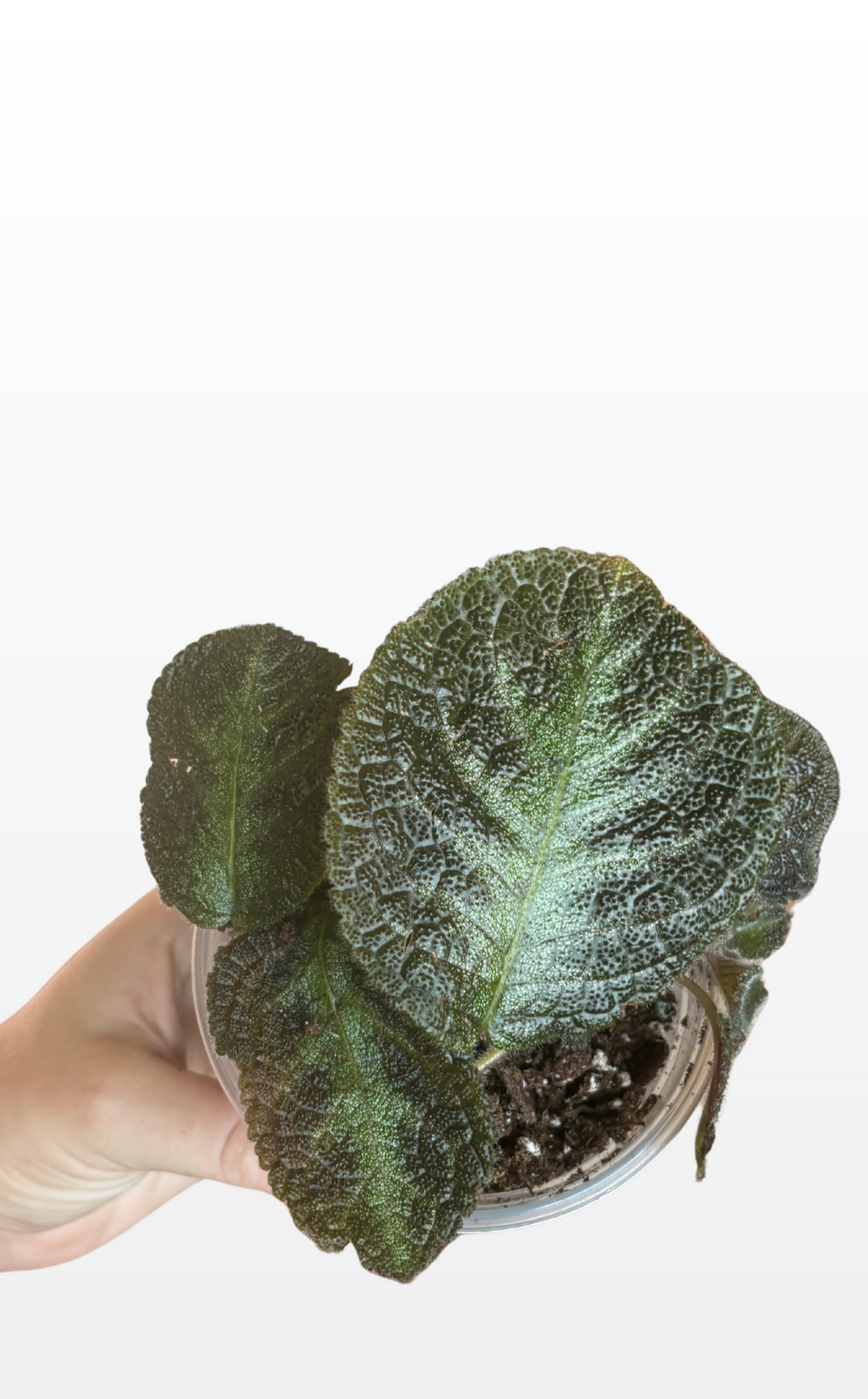 Asana the Flame Violet "Episcia Cupreata" (1975)