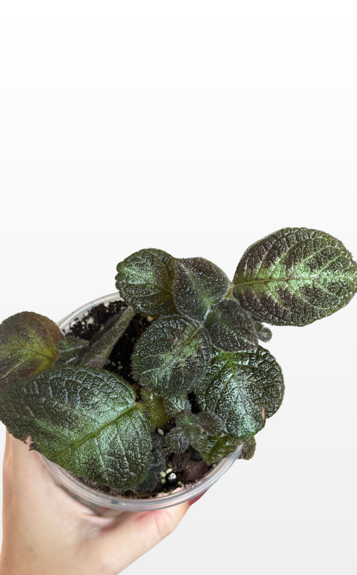 Bodhi the Flame Violet "Episcia Cupreata" (1979)