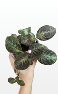Prana the Flame Violet "Episcia Cupreata" (1967)