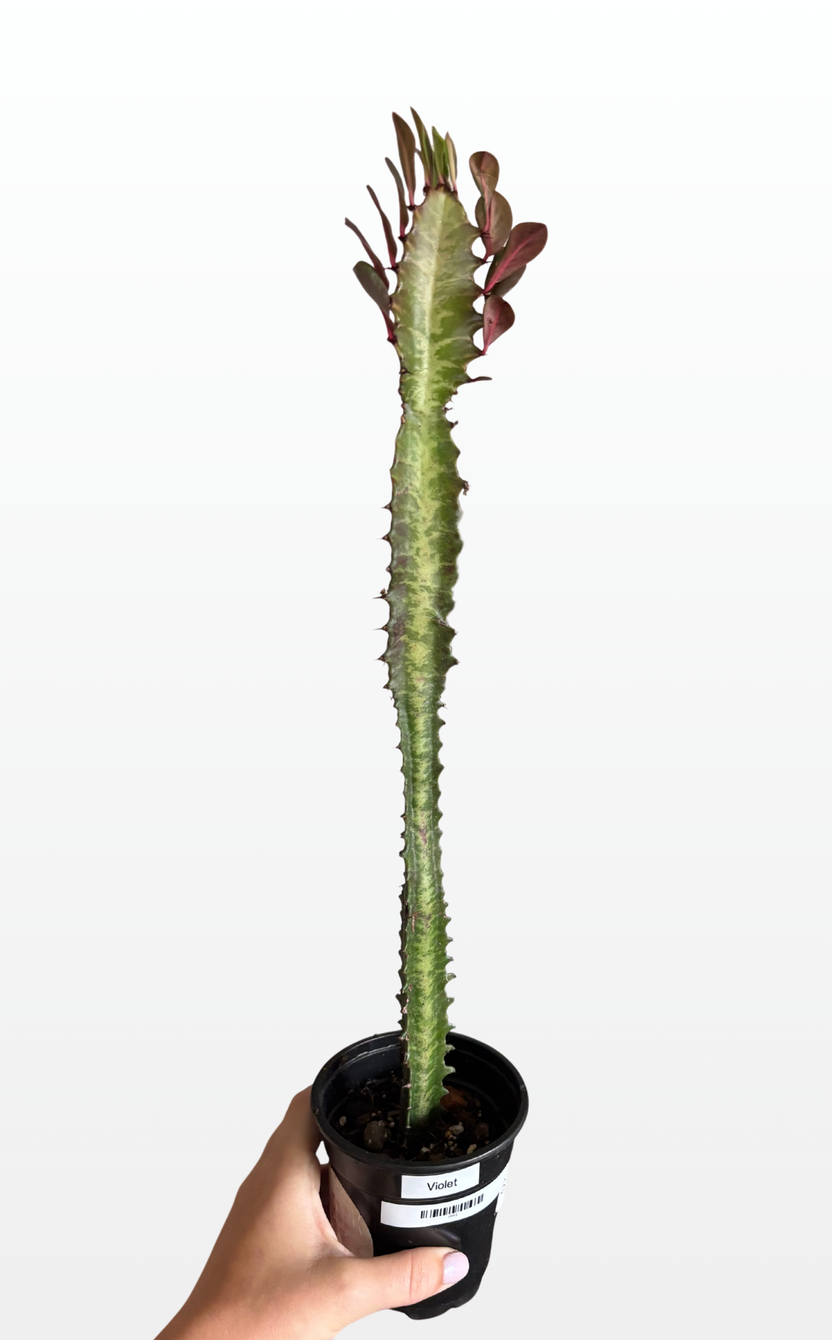 Violet the Euphorbia Cactus (0661)
