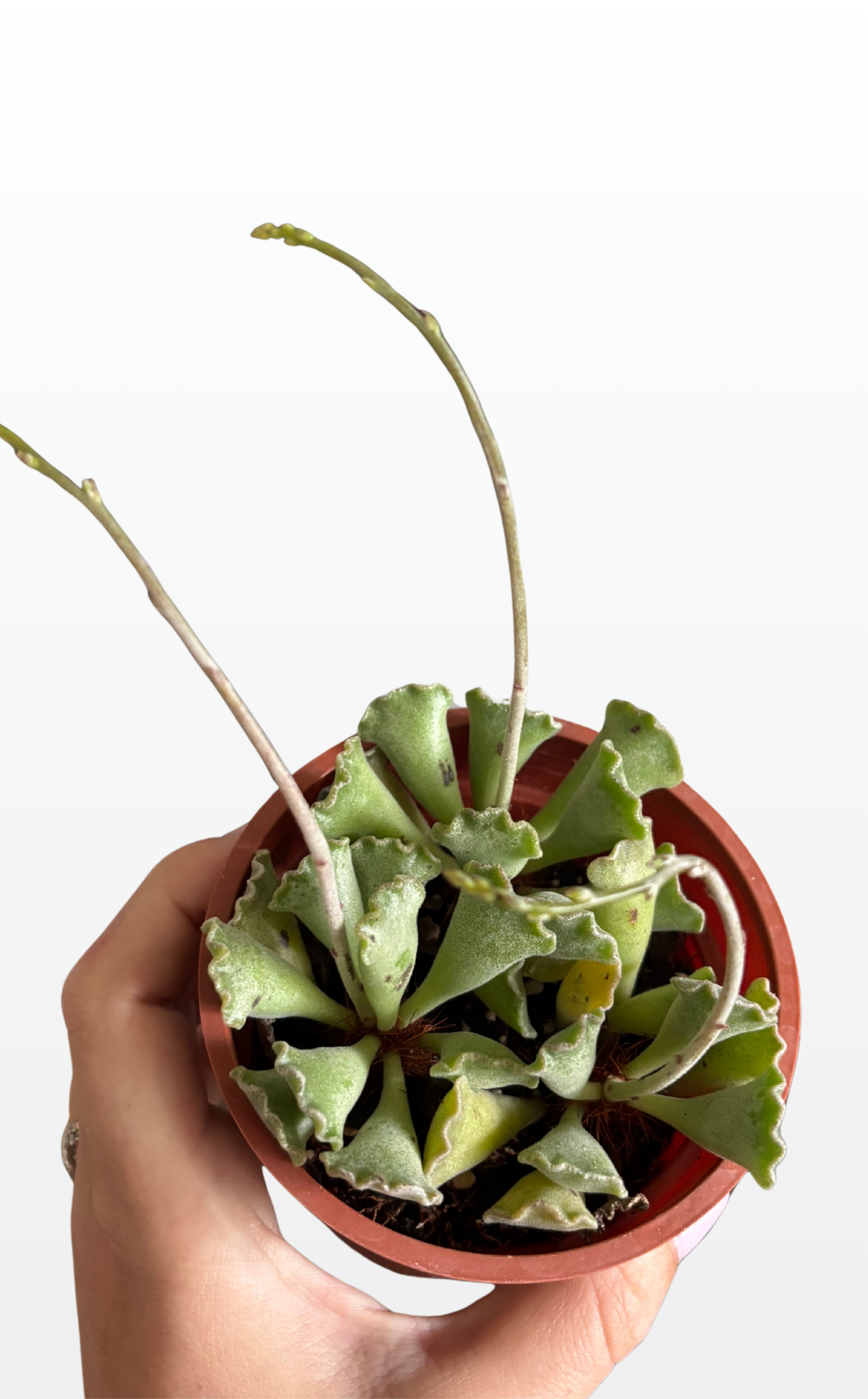 Piper the Crinkle Leaf Plant ( Adromischus cristatus) (1507)