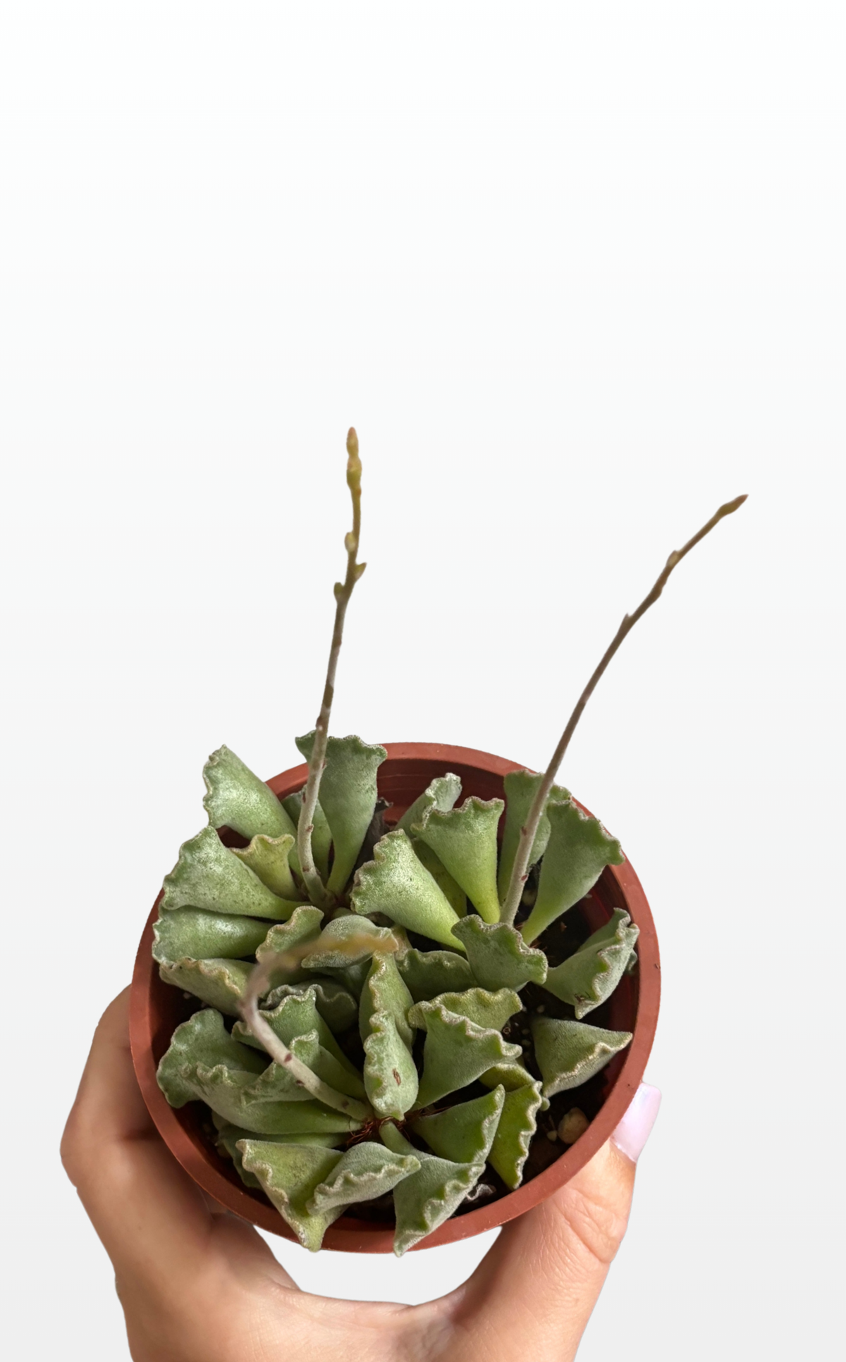 Emily the Crinkle Leaf Plant ( Adromischus cristatus) (1506)