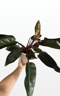 Spanky the Philodendron 'Rojo Congo' (0014)