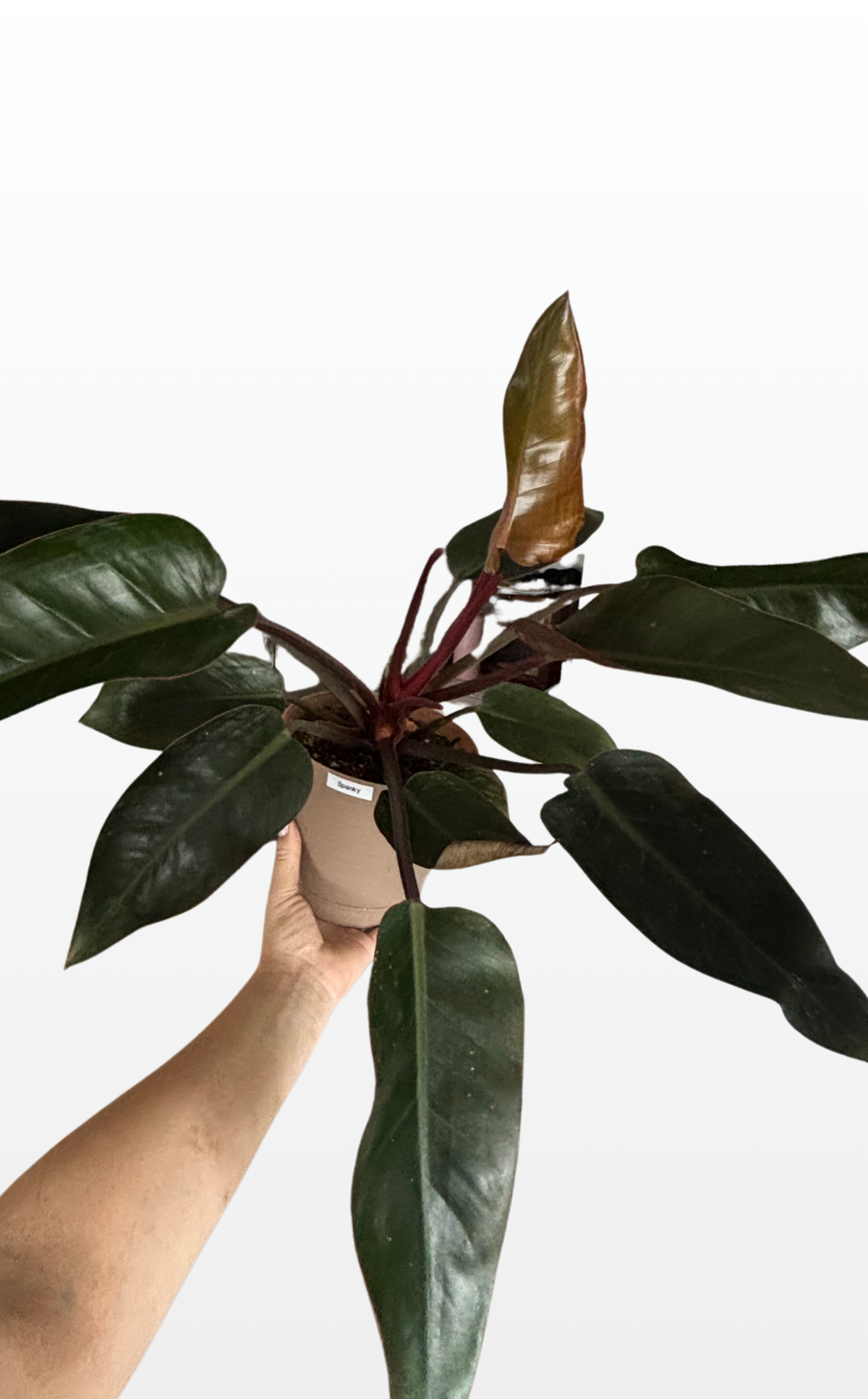 Spanky the Philodendron 'Rojo Congo' (0014)