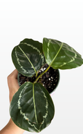 Clementine the Calathea 'Green Goddess' (1311)
