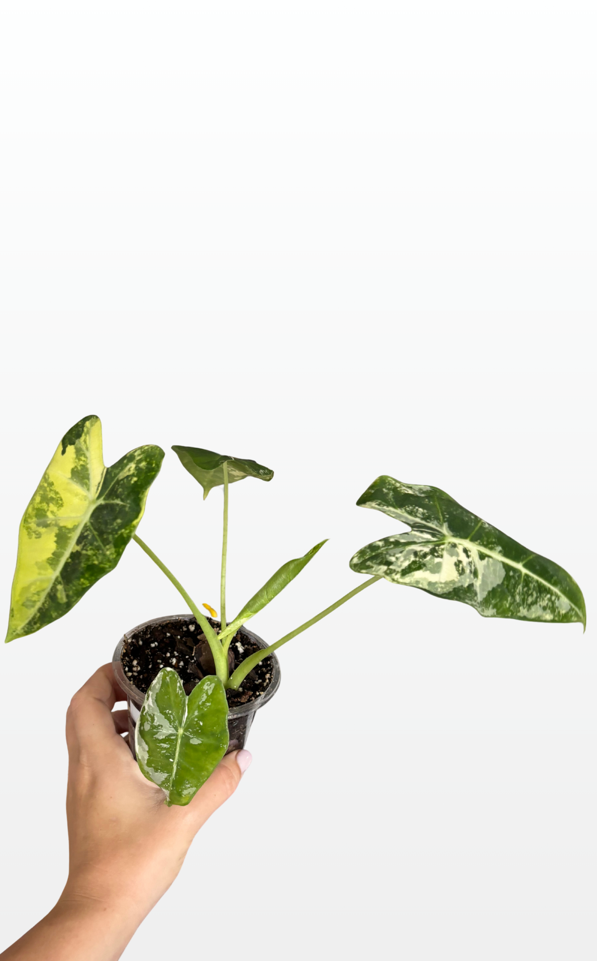 Ava the Alocasia Variegated 'Frydek' (1672)