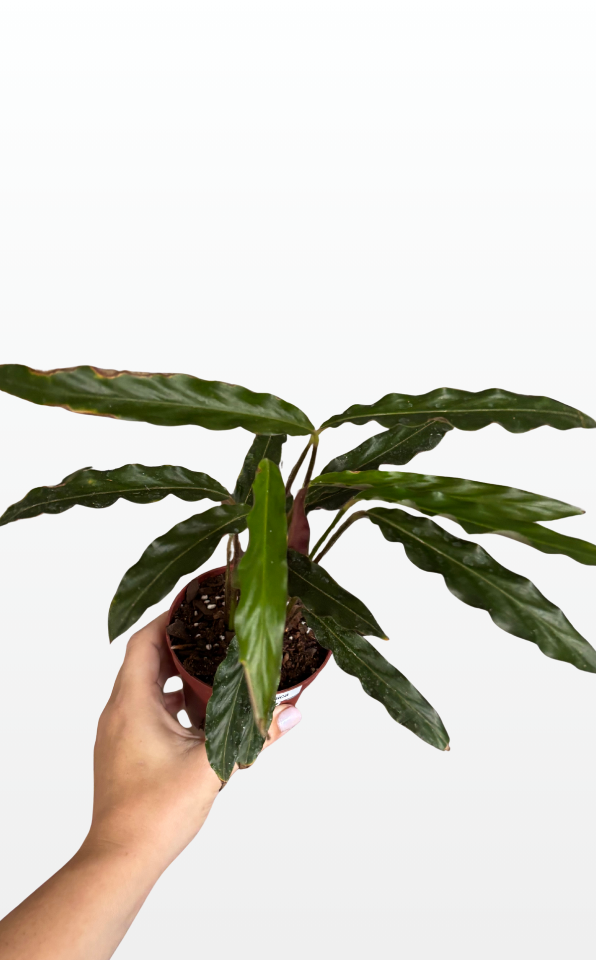 Jessica the Calathea 'Furry Feather' (1294)