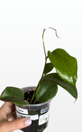 Parker the Hoya 'Quinquenervia' (1738)
