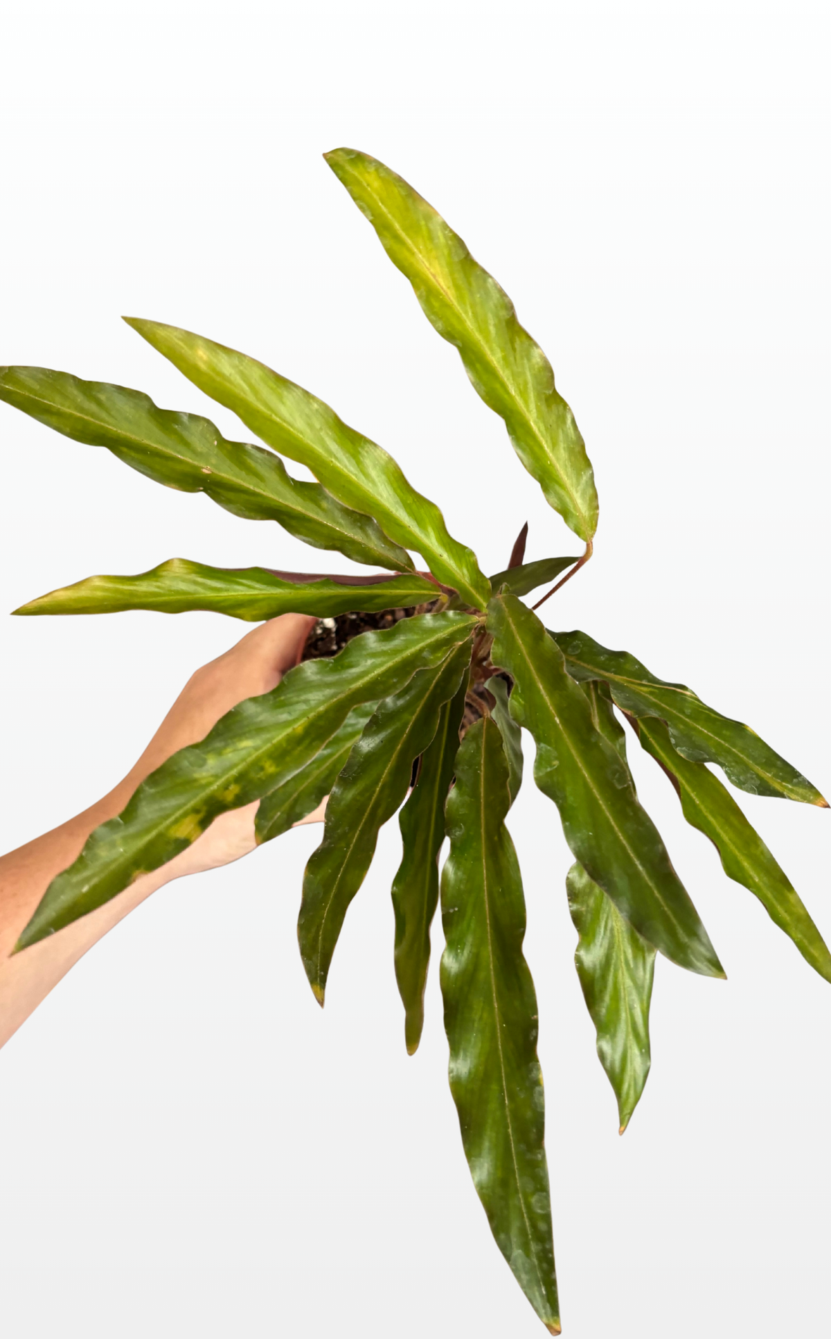 Brandon the Calathea 'Furry Feather' (1301)