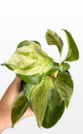 Michael the Epipremnum Aureum 'Manjula Compacta' (Pothos) (1708)