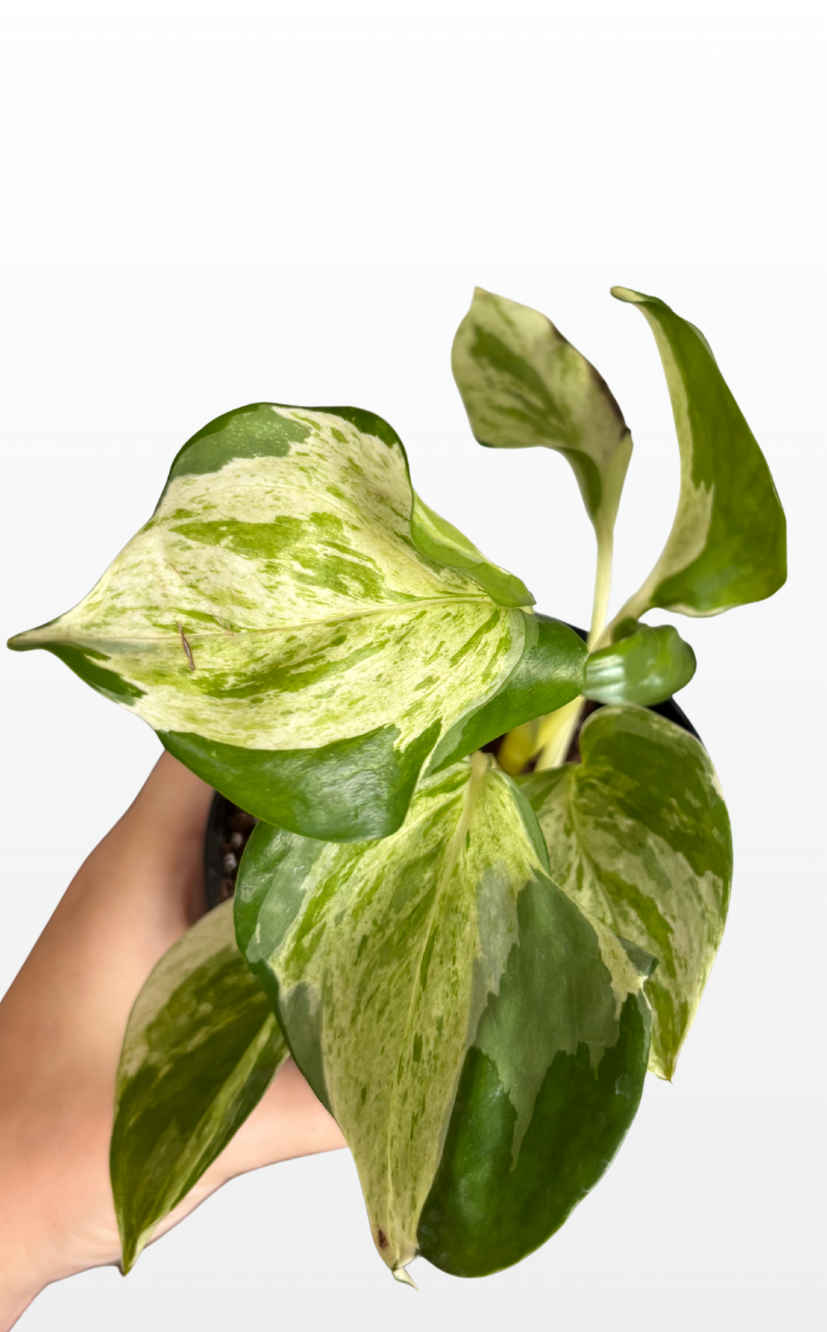 Michael the Epipremnum Aureum 'Manjula Compacta' (Pothos) (1708)