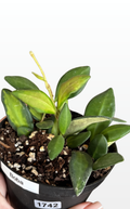 Boba the Hoya 'DS70' Variegated (1742)