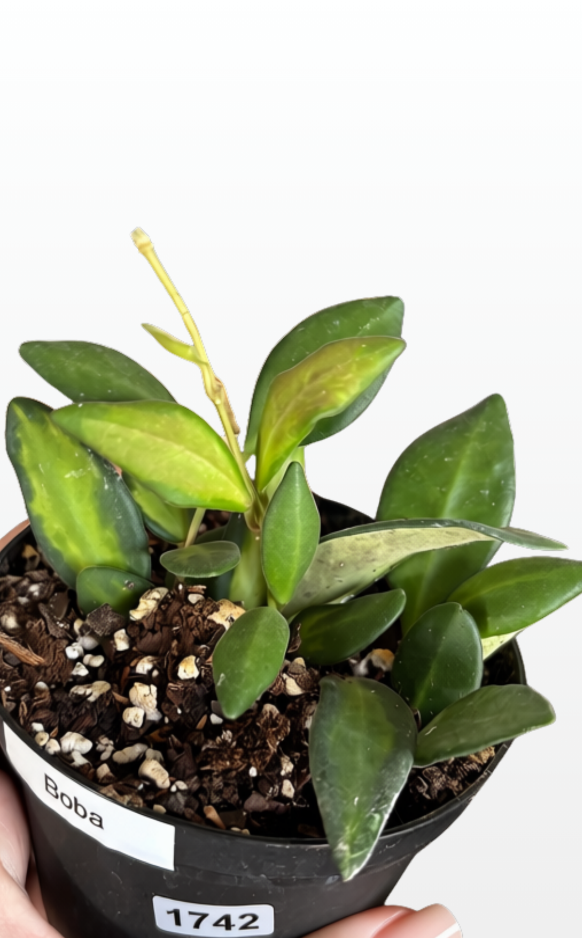 Boba the Hoya 'DS70' Variegated (1742)