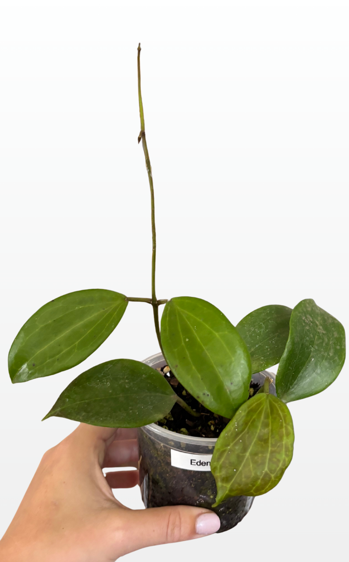 Eden the Hoya 'Quinquenervia' (1732)