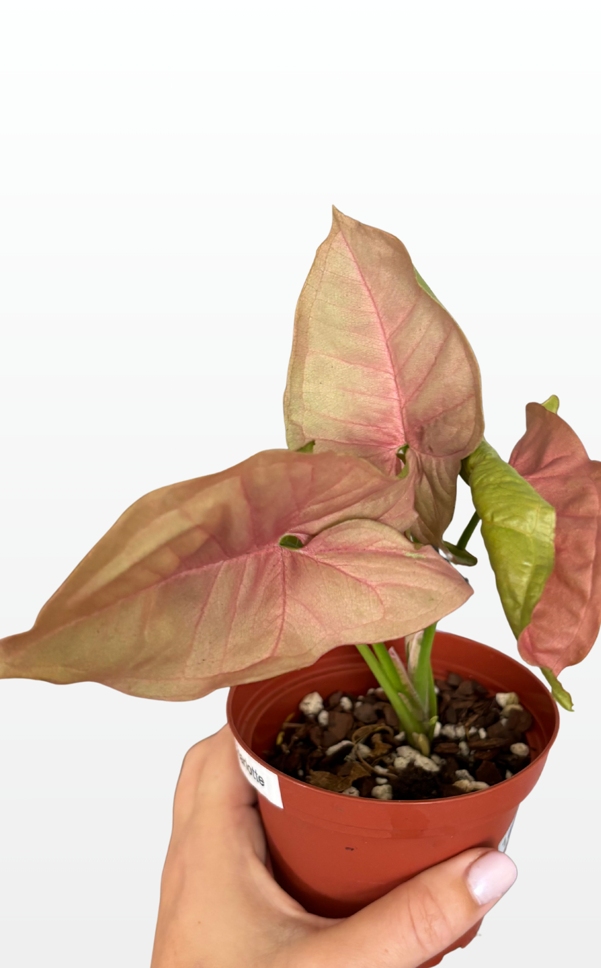 Charlotte the Syngonium 'Neon Pink' (1643)