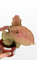 Elizabeth the Syngonium 'Neon Pink' (1642)