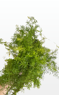 Evelyn the Fern 'Sprengeri' (0280)