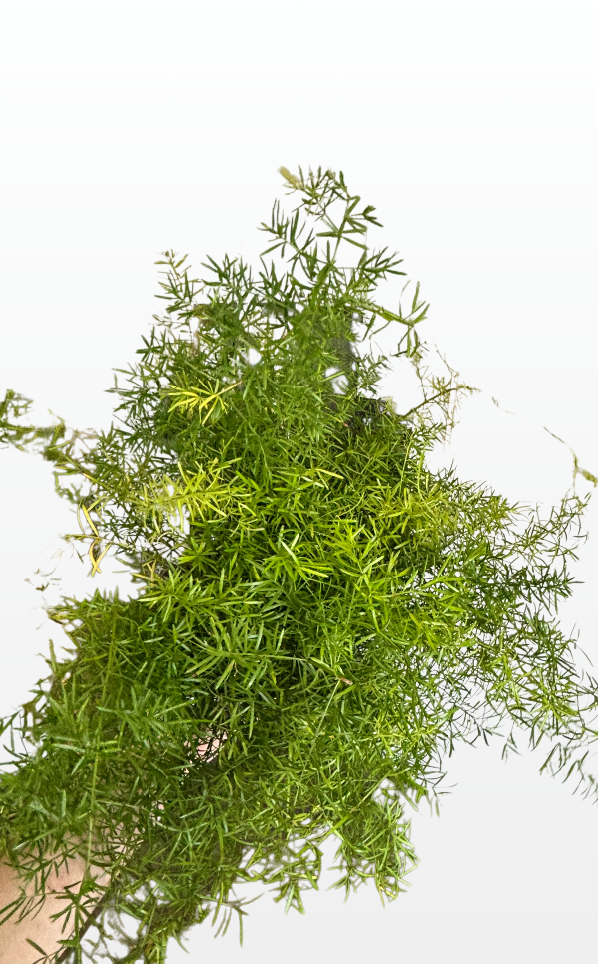 Evelyn the Fern 'Sprengeri' (0280)