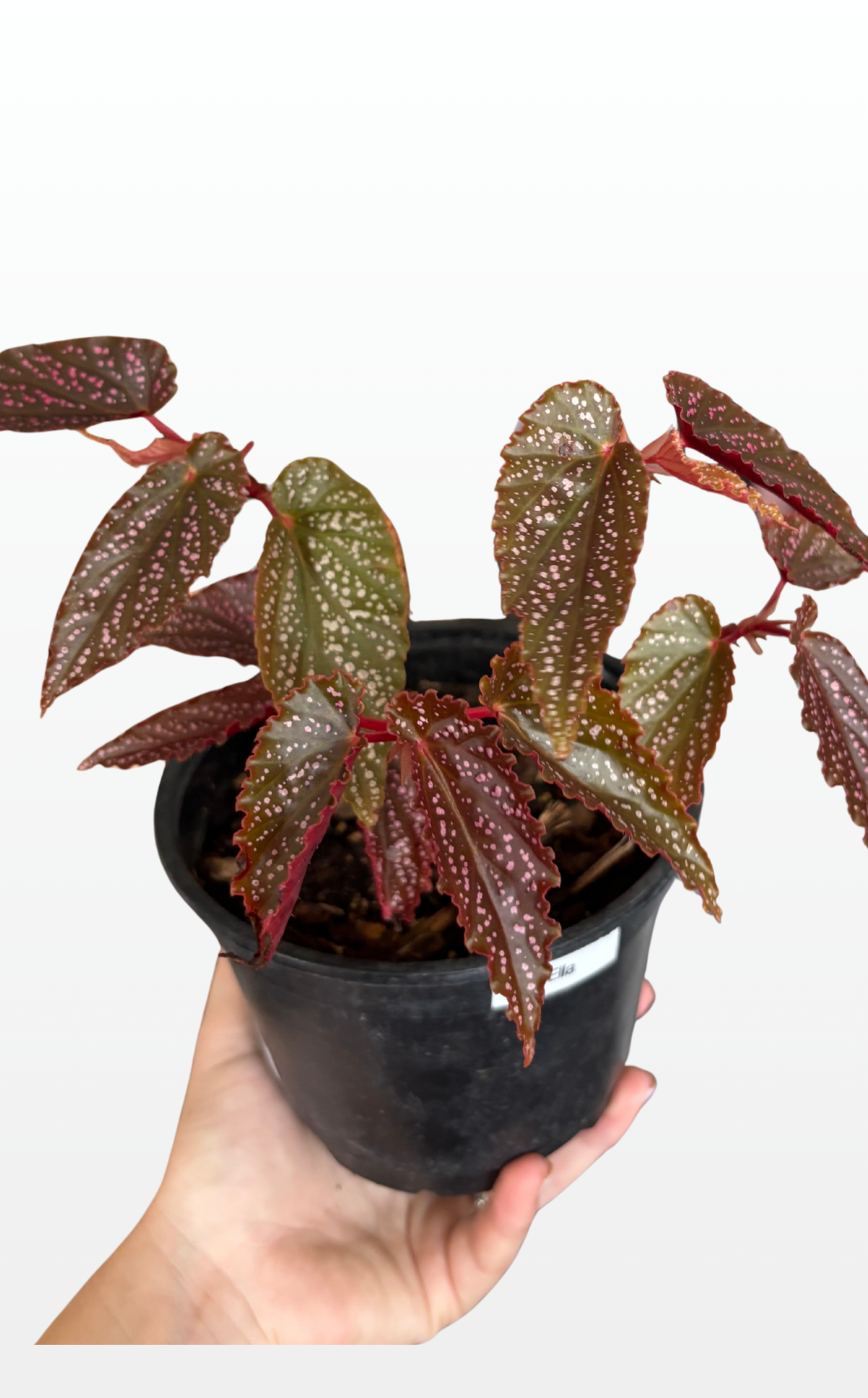 Ella the Begonia 'Benigo Pink' (0624)