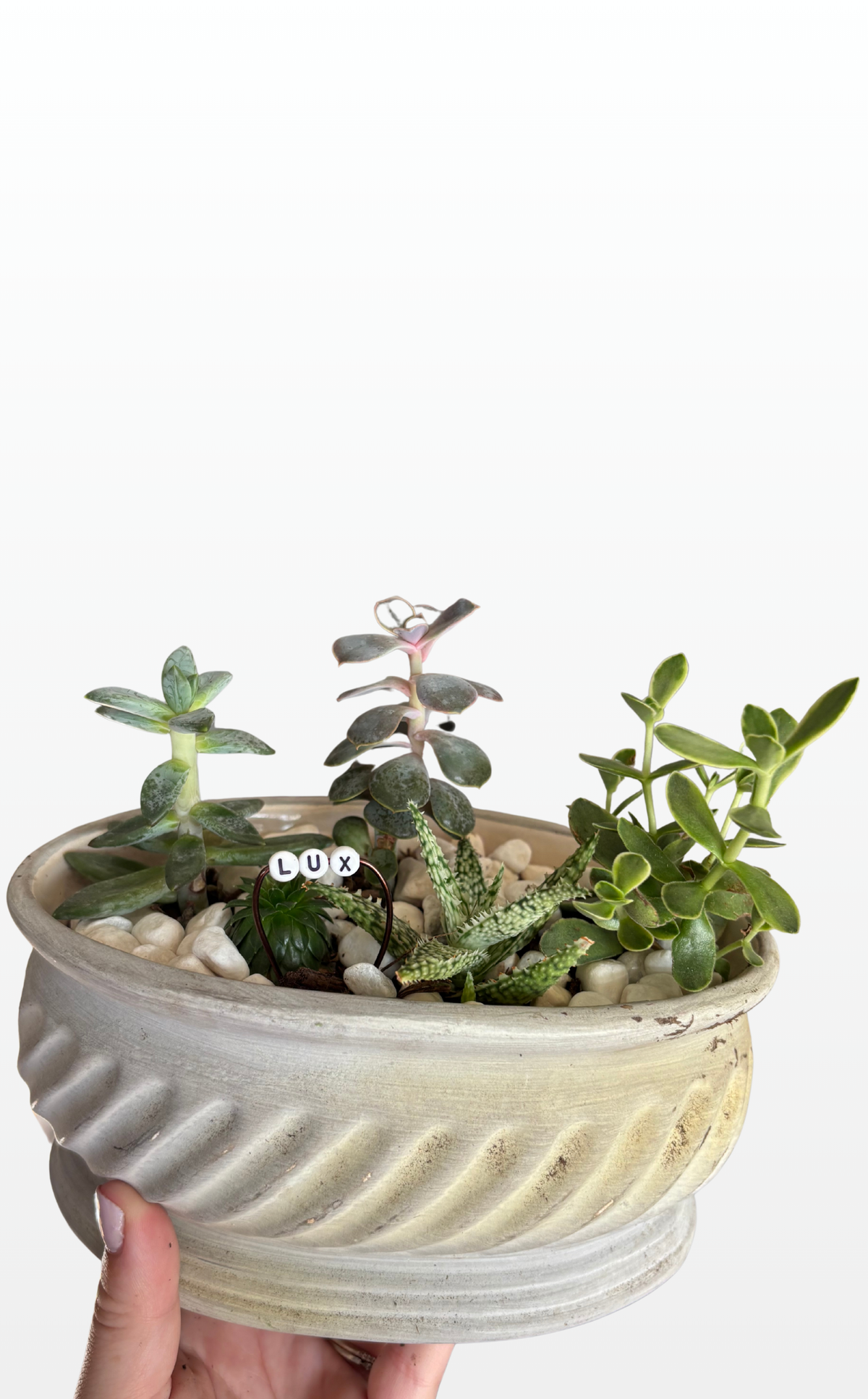 Lux the Succulent Garden (0092)