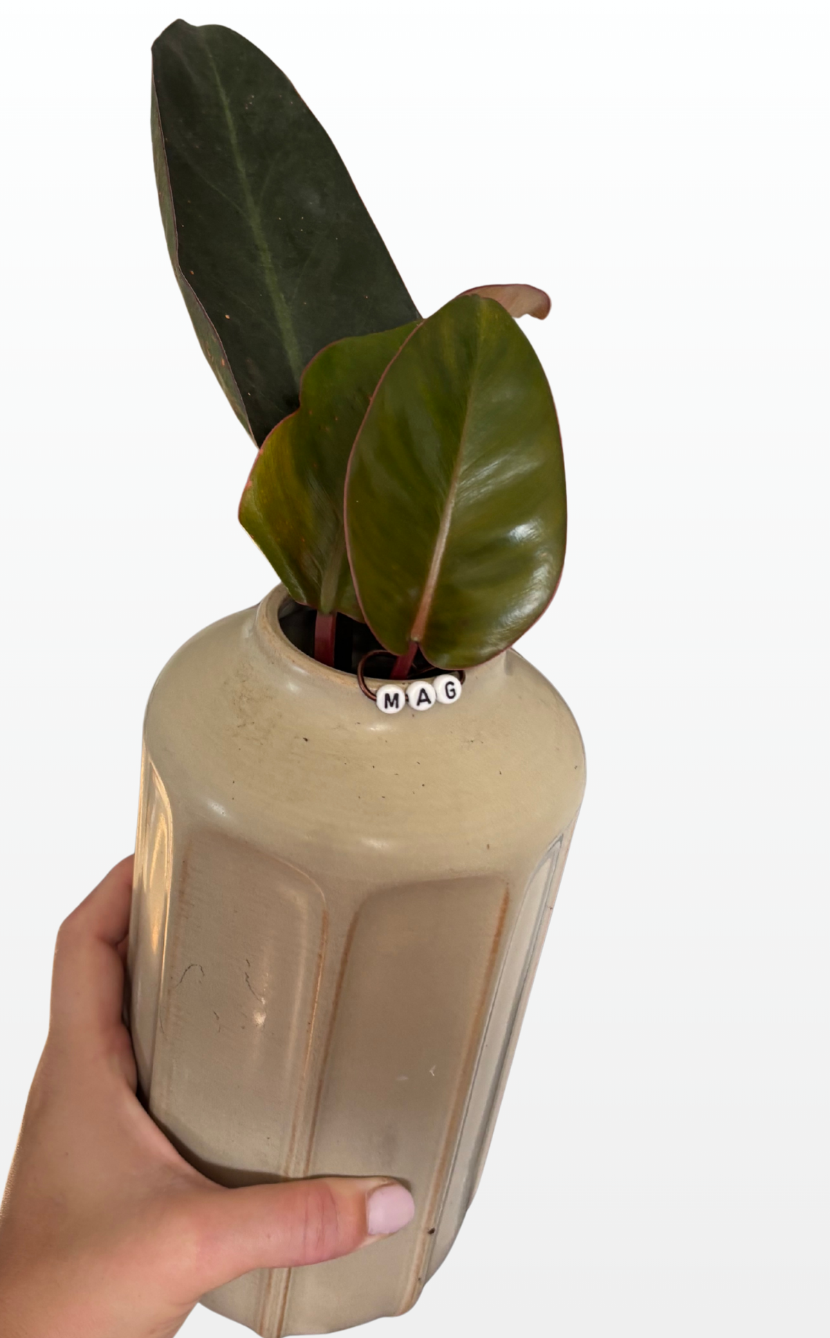 Mag the Philodendron 'Rojo Congo' (1129)