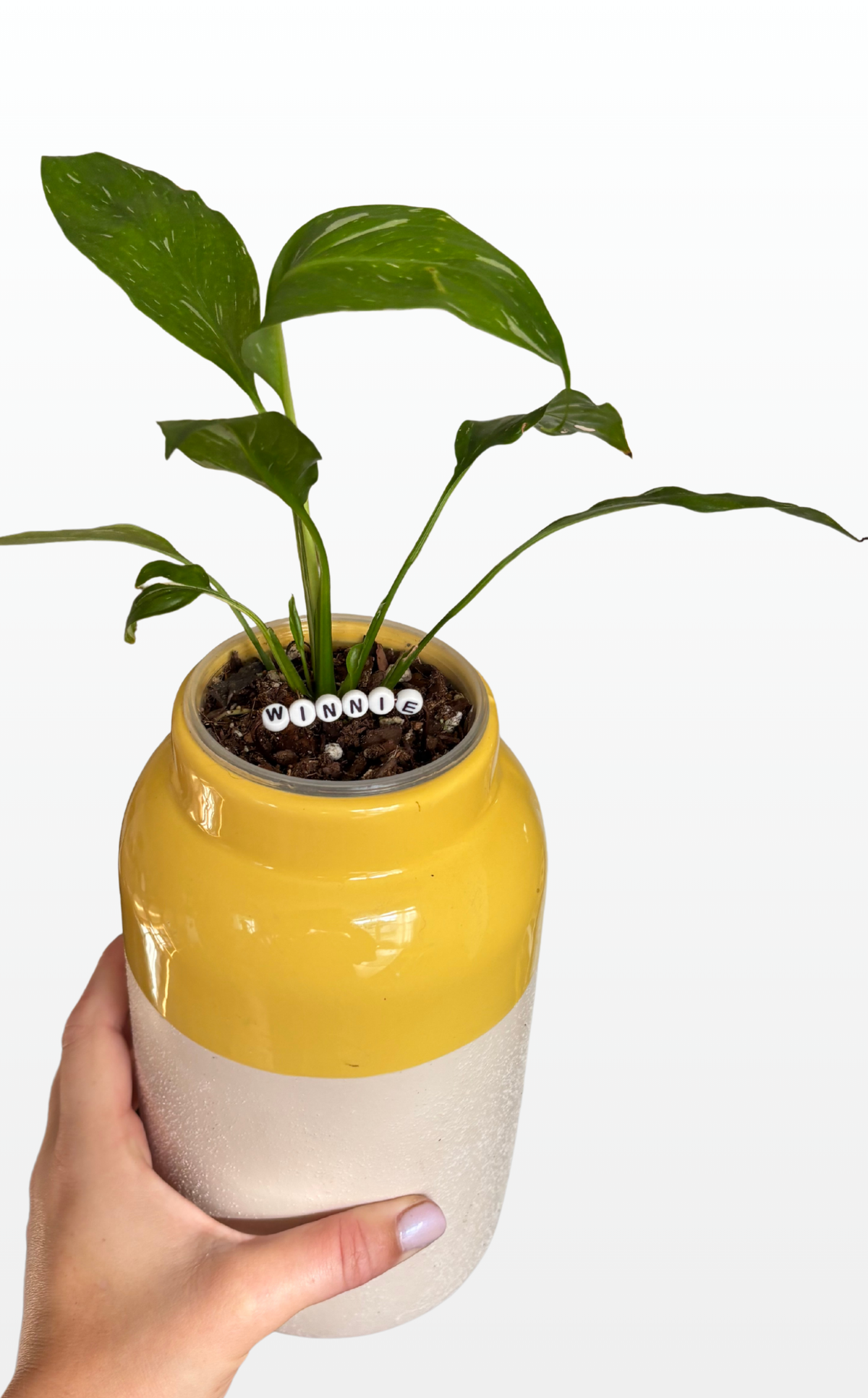 Yellow and White Tall Textured Vase + Variegated Peace Lily (1255)