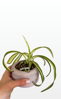 Avery the Spider Plant 'Reverse' (0798)
