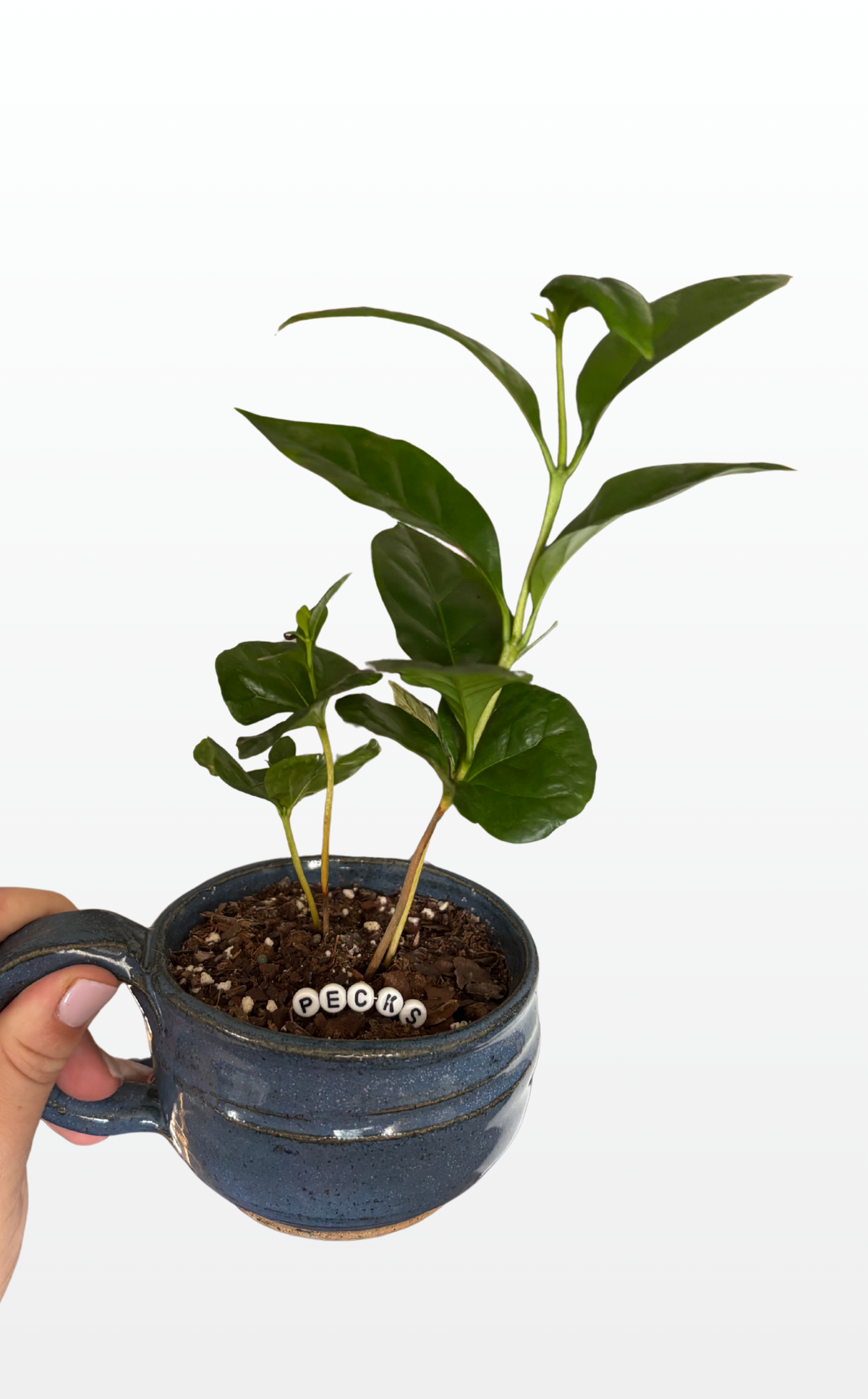 Pecks the Arabica Coffee Plant (1088)