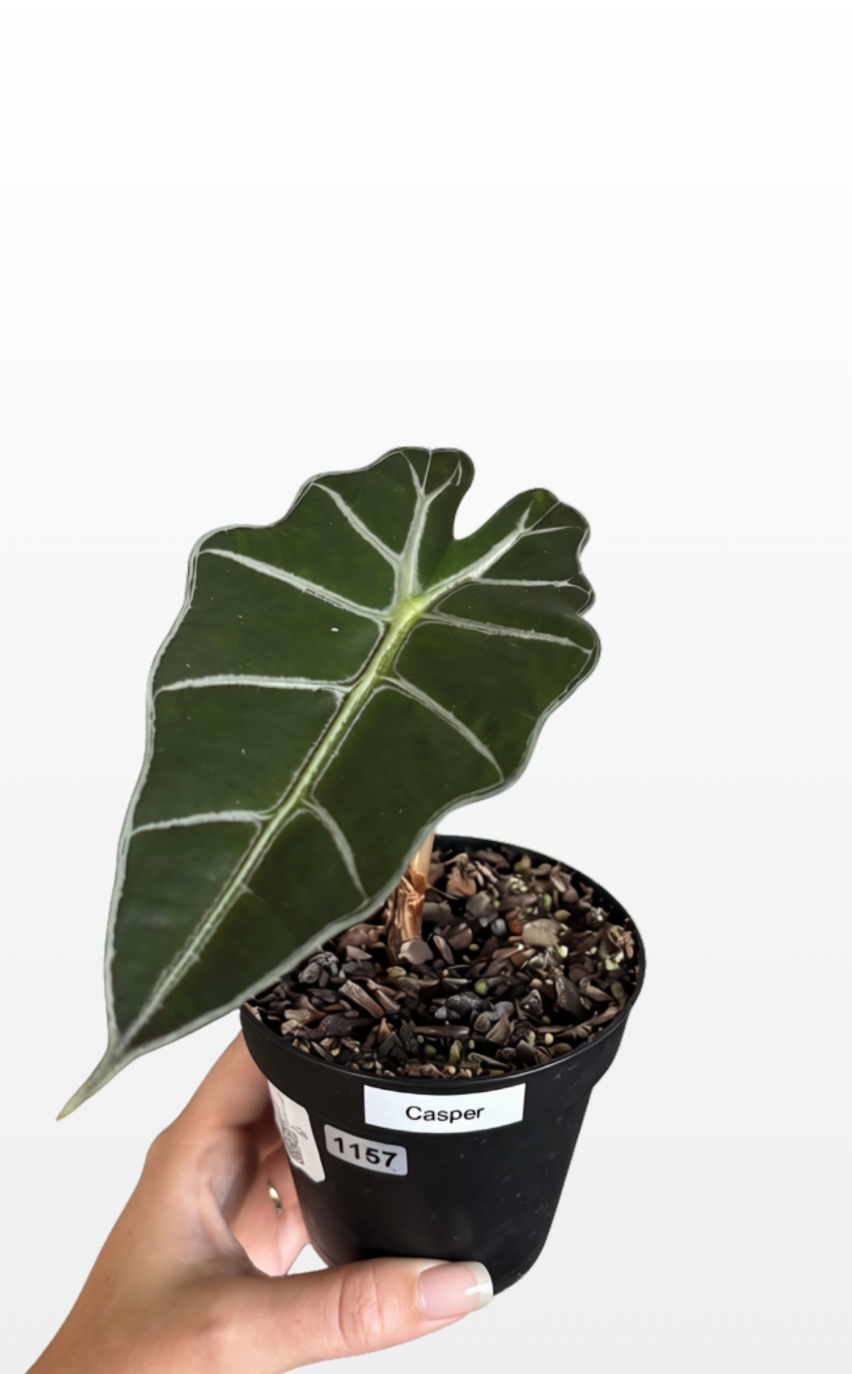 Casper the Alocasia 'Amazonica' (1157)