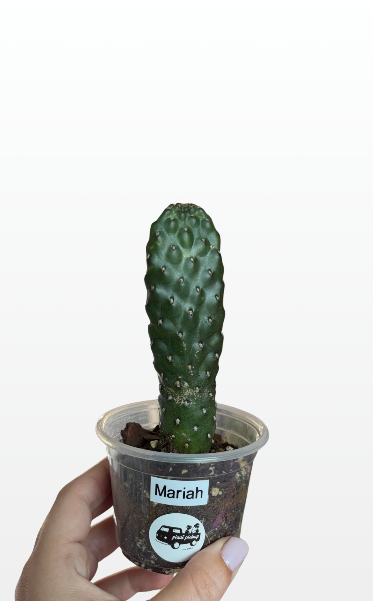 Mariah the Opuntia 'Consolea rubescens' (1613)