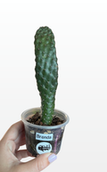 Brenda the Opuntia 'Consolea rubescens' (1614)