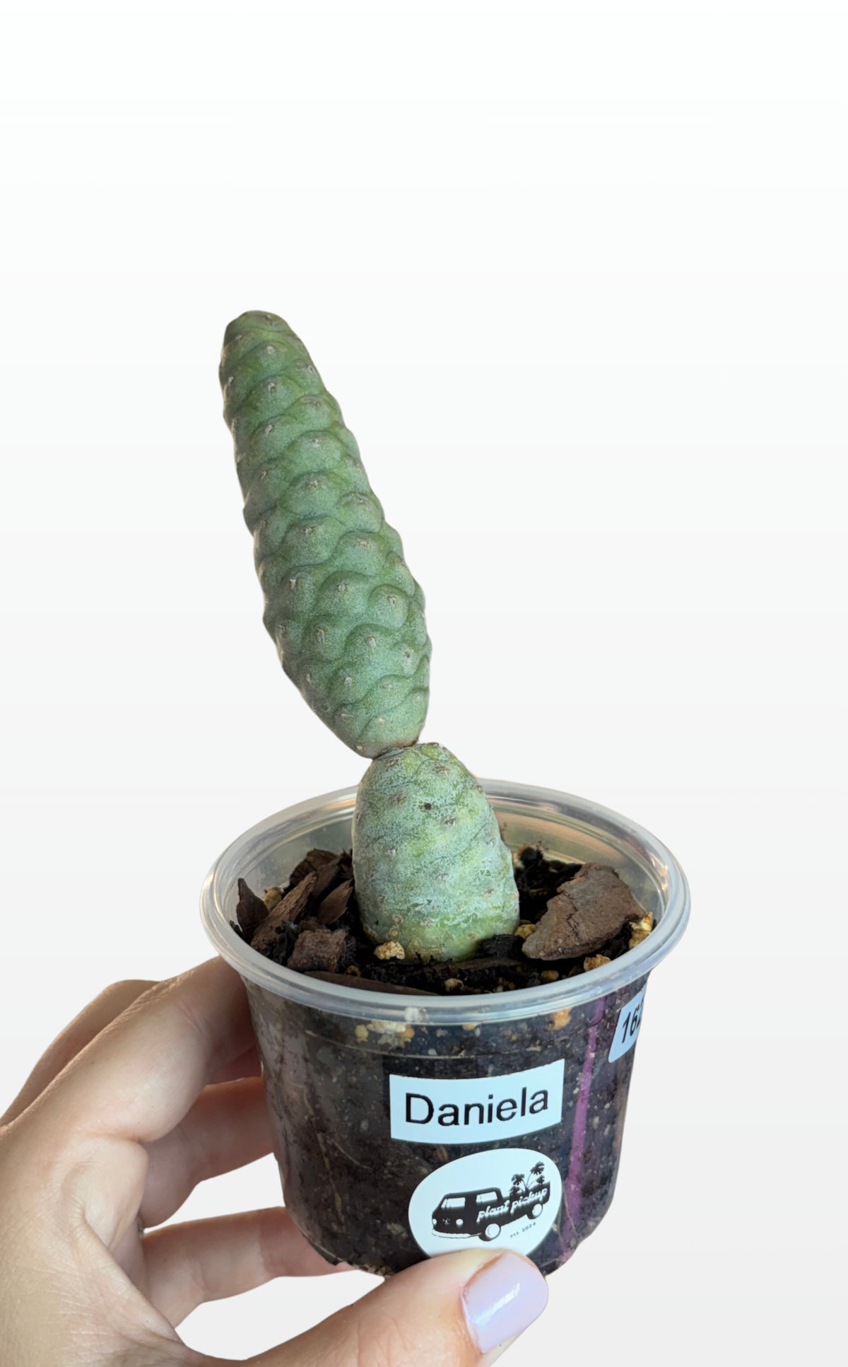 Daniela the Tephrocactus 'Articulatus' (1629)
