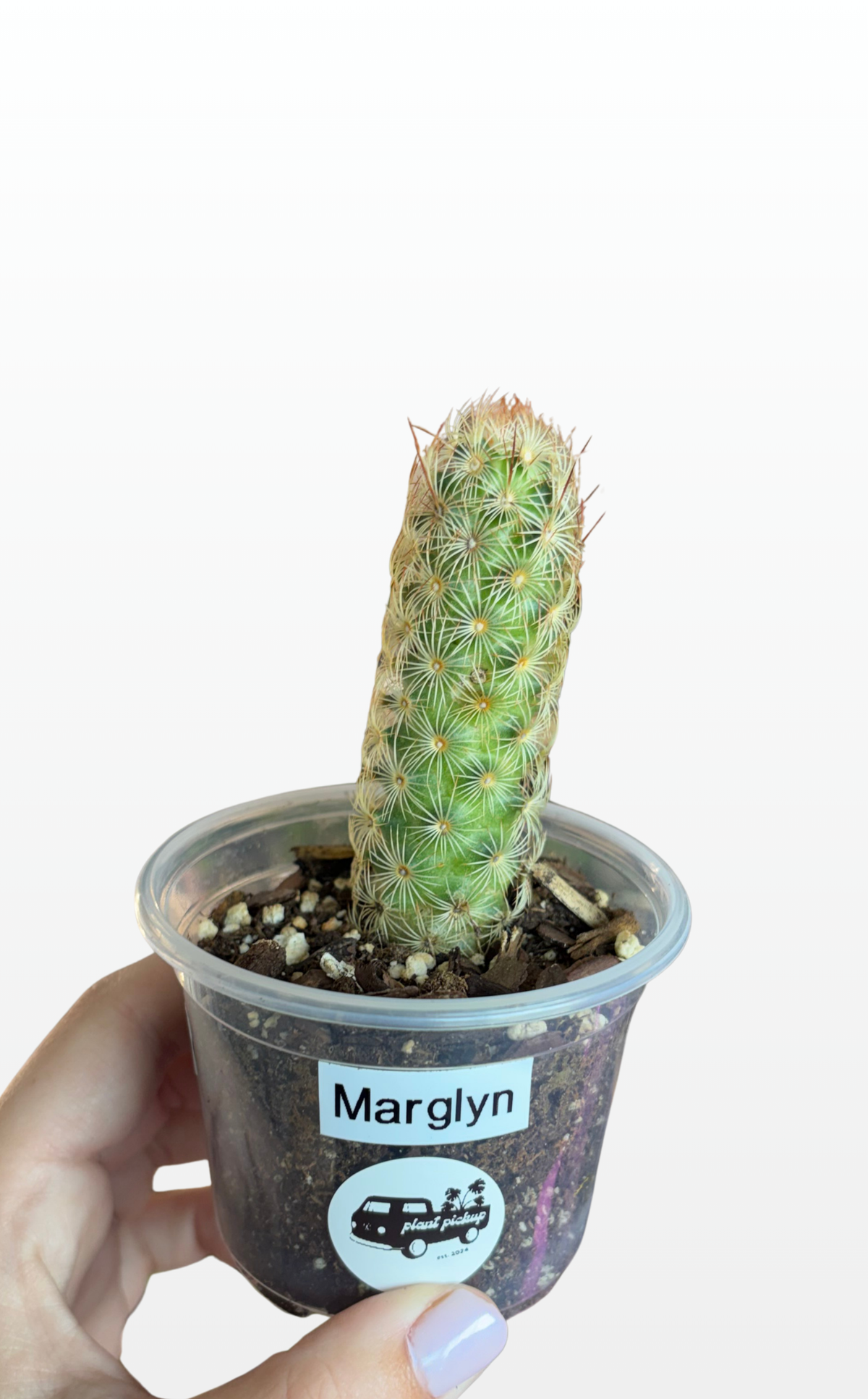 Marglyn the Mammillaria 'Elongata' (1619)