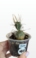 Katie the Opuntia 'Articulata' (1583)