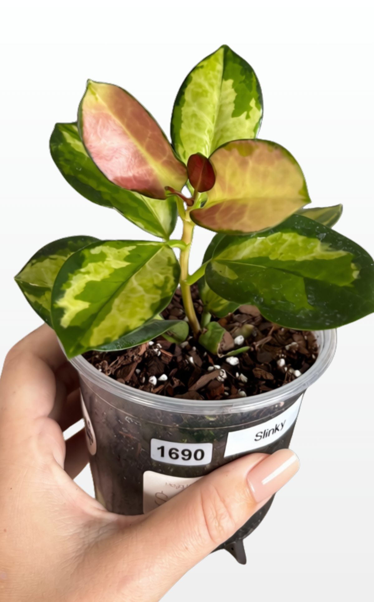 Slinky the Hoya 'Australis Lisa' (1690)