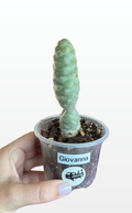 Giovanna the Tephrocactus 'Articulatus' (1626)