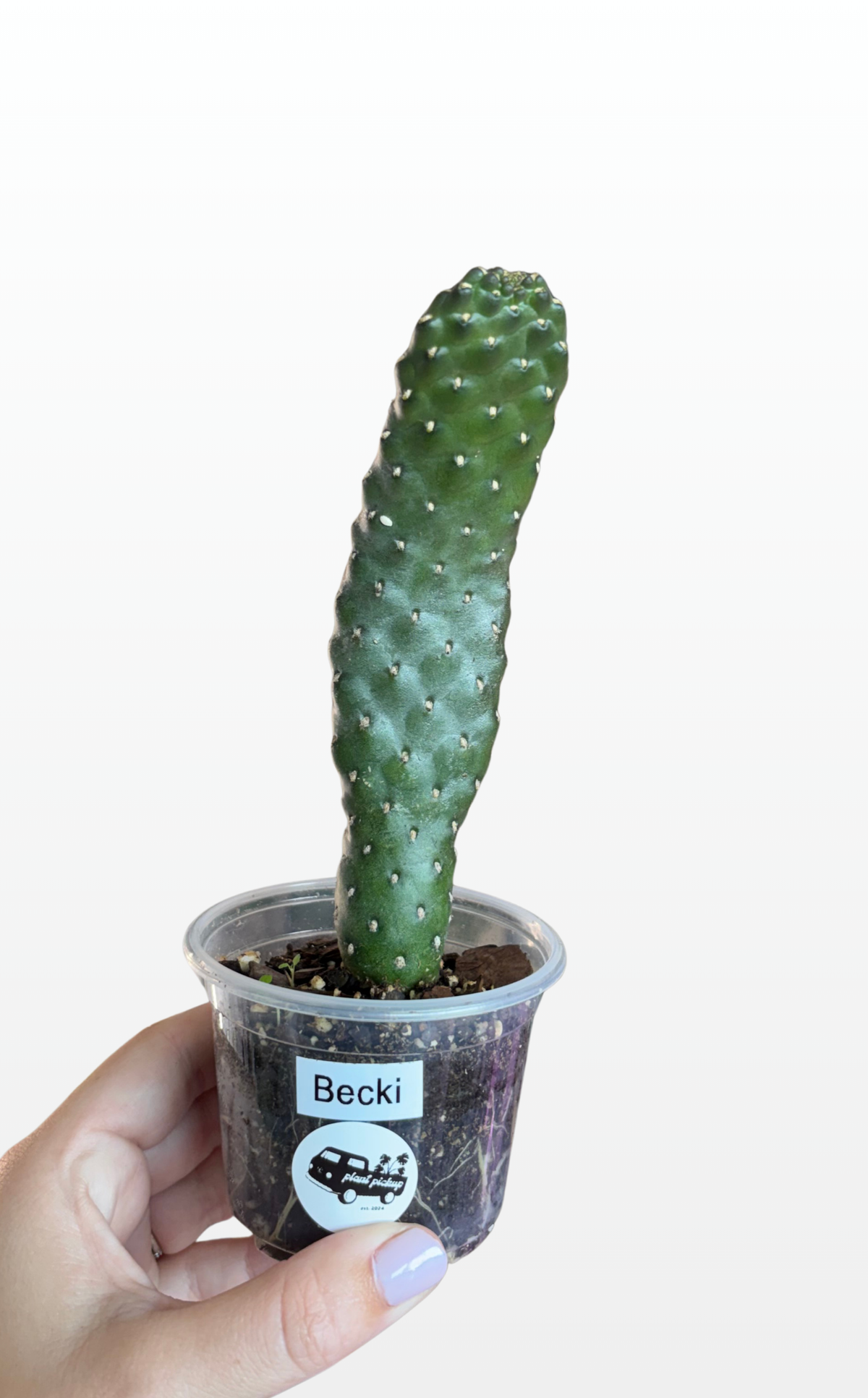Becki the Opuntia 'Consolea rubescens' (1610)
