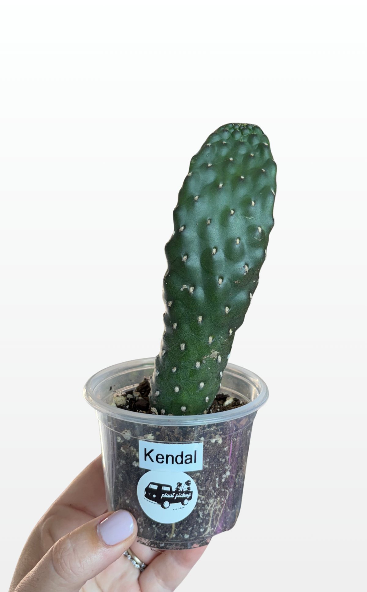 Kendal the Opuntia 'Consolea rubescens' (1602)