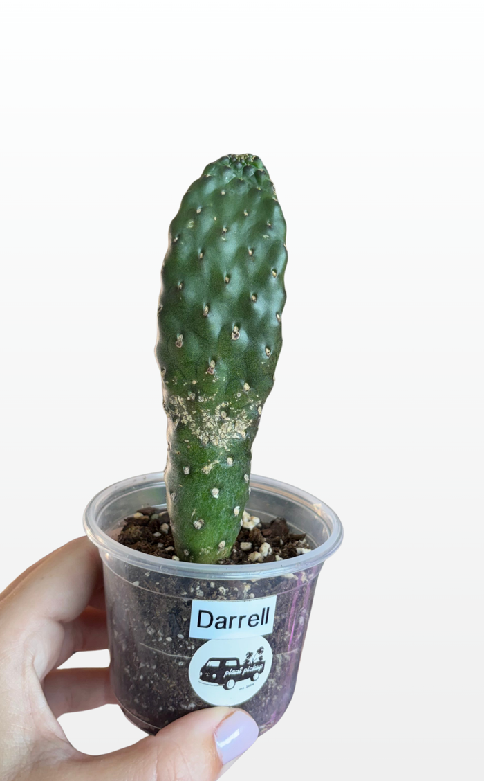 Darrell the Opuntia 'Consolea rubescens' (1604)