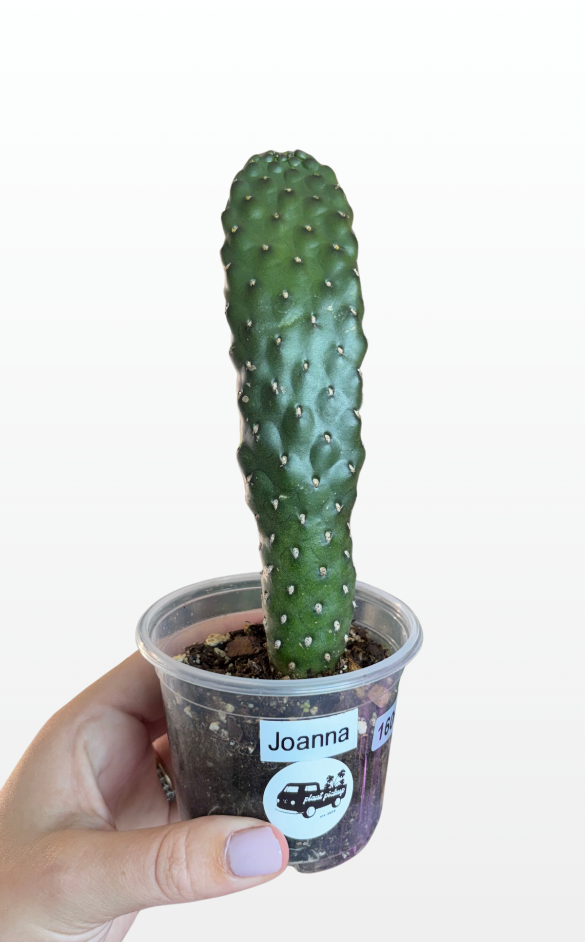 Joanna the Opuntia 'Consolea rubescens' (1606)