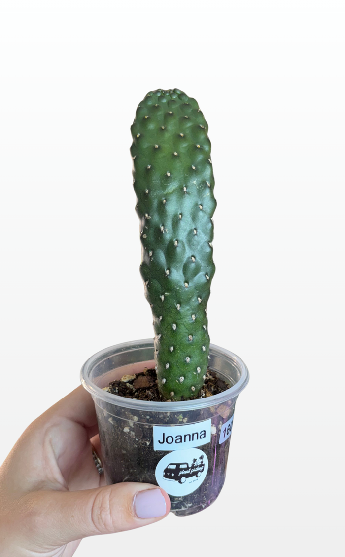 Joanna the Opuntia 'Consolea rubescens' (1606)