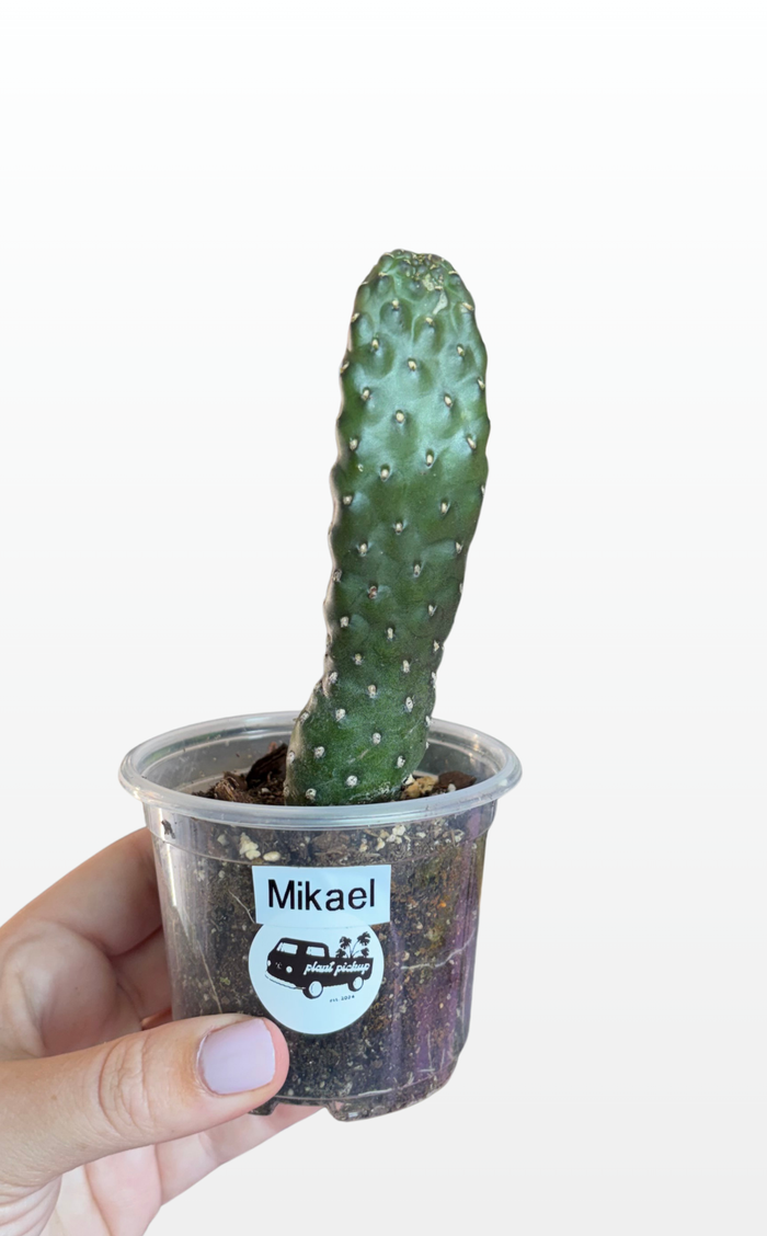 Mikael the Opuntia 'Consolea rubescens' (1605)