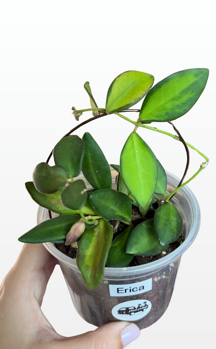 Erica the Hoya 'DS70' Variegated (1746)