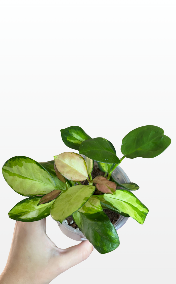 Anna the Hoya 'Australis Lisa' (1694)