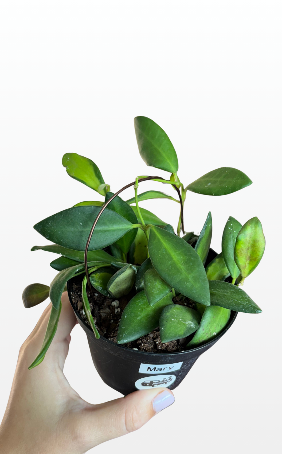 Mary the Hoya 'DS70' Variegated (1747)
