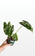 Penelope the Alocasia Variegated 'Frydek' (1171)