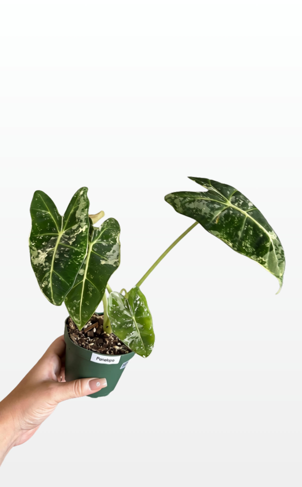 Penelope the Alocasia Variegated 'Frydek' (1171)