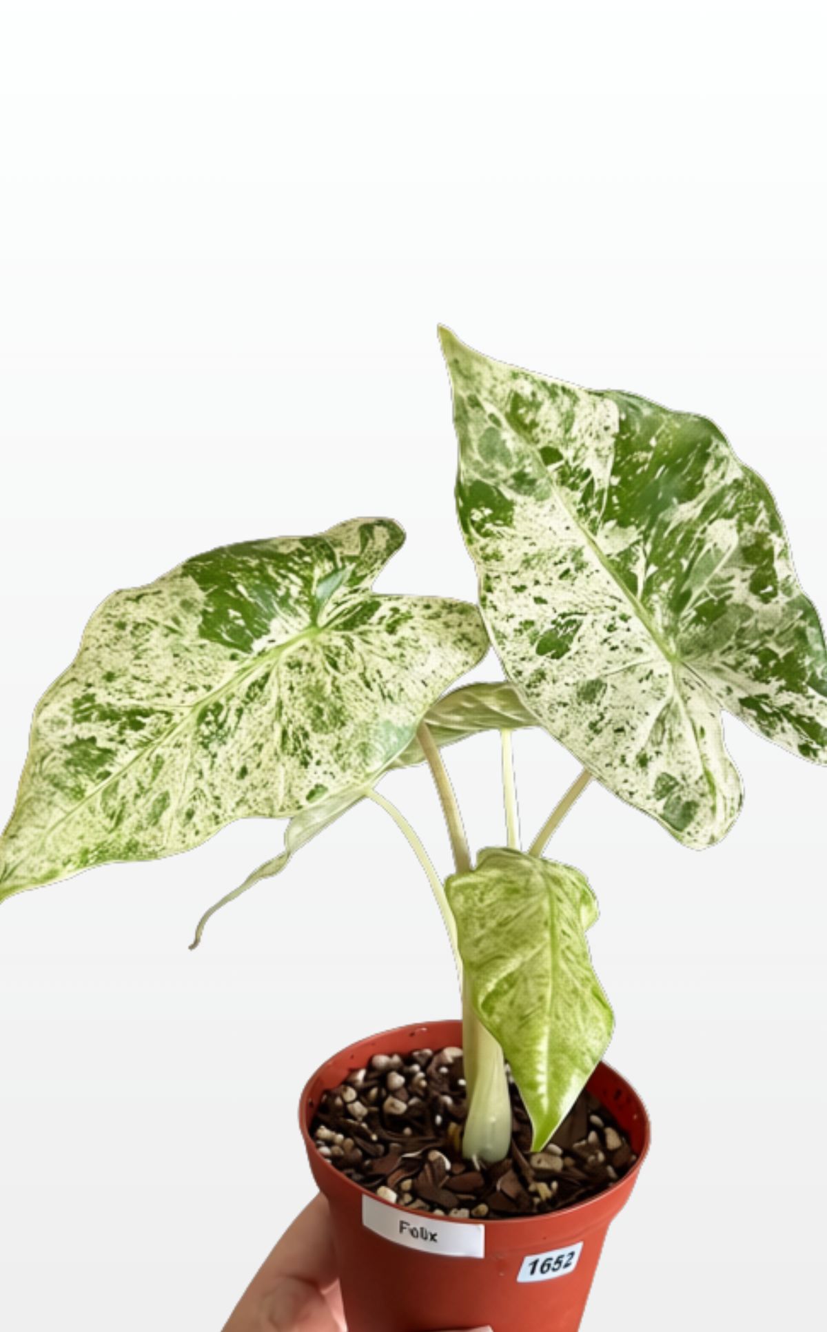 Felix the Alocasia 'Odora Batik' (1652)
